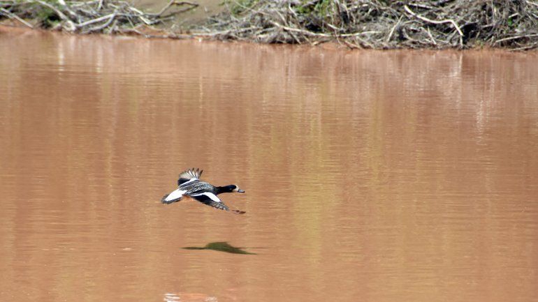 Marrón como el río Paraná. Así lucían ayer las aguas del río Limay luego de las fuertes precipitaciones del domingo y el lunes en la zona de la confluencia.