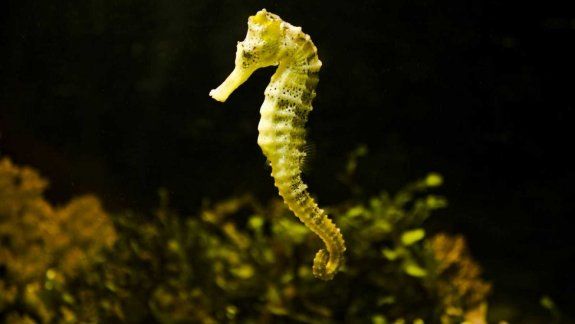 El Caballito de Mar está en peligro de extinción