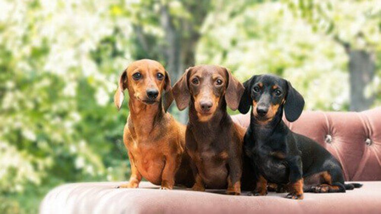 Inauguran el primer museo de perros salchicha