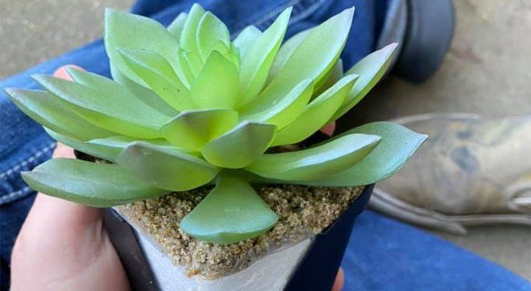 Regó dos años una planta perfecta y era de plástico