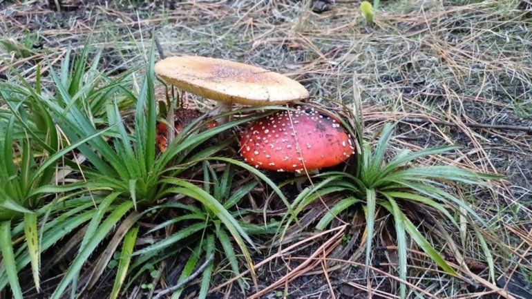 Alertan por la aparición de hongos muy venenosos en San Martín de los Andes