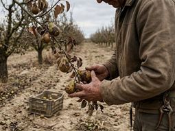 El sector frutícola enfrenta una de las peores campañas de las últimas décadas, con menor producción, aumento de costes y preocupación por la rentabilidad. El sector frutícola enfrenta una de las peores campañas de las últimas décadas, con menor producción, aumento de costes y preocupación por la rentabilidad.