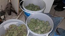 una denuncia anonima por fuertes olores derivo en el secuestro de cinco kilos de marihuana una denuncia anonima por fuertes olores derivo en el secuestro de cinco kilos de marihuana