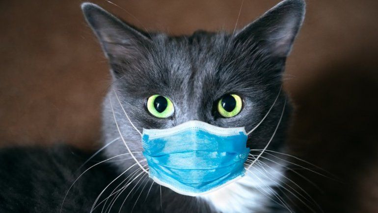 Un gato dio positivo de coronavirus y tiene que hacer cuarentena