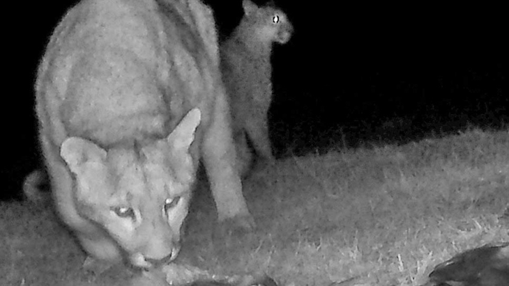 Los pumas de Monte León también cazan pingüinos, conectando los ecosistemas marino y terrestre patagónicos. Los pumas de Monte León también cazan pingüinos, conectando los ecosistemas marino y terrestre patagónicos.