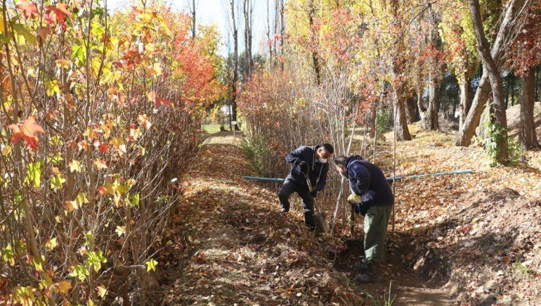 Denuncian que robaron 65 pinos de Parque Norte