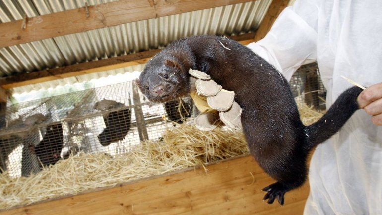 Visones con Covid-19 serán sacrificados en Holanda
