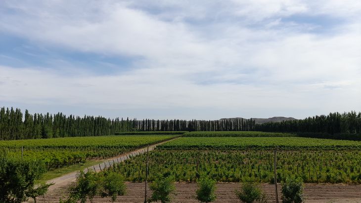 Trabajo, dignidad y experiencia: La fórmula de Ángel "Lito" Moschini para el éxito en la chacra. Foto: gentileza. Trabajo, dignidad y experiencia: La fórmula de Ángel "Lito" Moschini para el éxito en la chacra. Foto: gentileza.