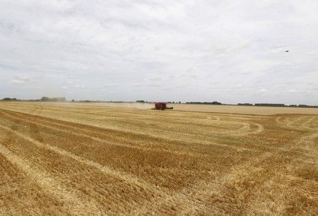 FOTO DE ARCHIVO: Una cosechadora recolecta trigo en un campo en la localidad de General Belgrano, en Buenos Aires, Argentina, 18 de diciembre, 2012. REUTERS/Enrique Marcarian (ARGENTINA - Tags: