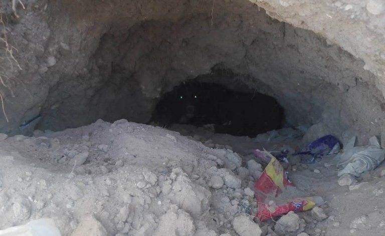 Las hembras hacen cuevas para guarecerse durante el aumbramiento y cuidar a sus crías. Muchos mueren asfixiados por las quemas.