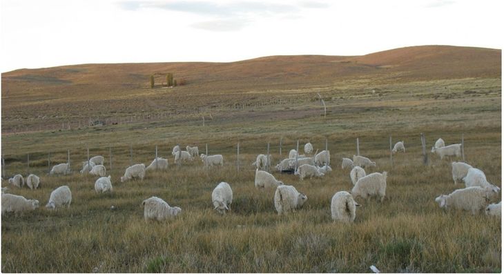 Asistencia directa a comunidades mapuches para afrontar la sequía | Más Produccion Asistencia directa a comunidades mapuches para afrontar la sequía