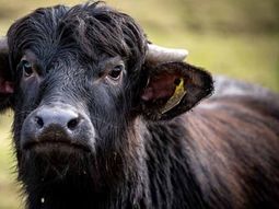El brote se destaó en Alemania a principios de este año. El brote se destaó en Alemania a principios de este año.