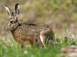 La liebre europea colonizó Chile desde el siglo XIX y hoy es plaga en zonas agrícolas clave del país. La liebre europea colonizó Chile desde el siglo XIX y hoy es plaga en zonas agrícolas clave del país.