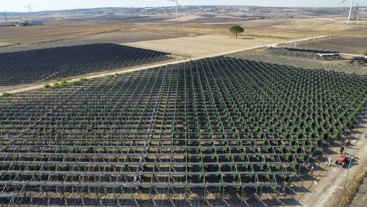 Vigna Agrivoltaica di Comunità ya cuenta con 7.770 paneles solares de película delgada y doble unión. Foto: @vignagrivoltaica Vigna Agrivoltaica di Comunità ya cuenta con 7.770 paneles solares de película delgada y doble unión. Foto: @vignagrivoltaica