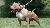 Un Pitbull atacó ferozmente a un bebé de 14 meses.