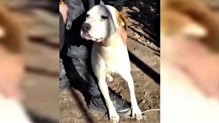 La Fiscalía rescató a un perro que sufría maltrato en Las Perlas
