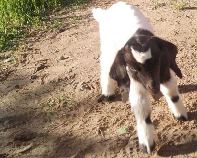 Yiro, el chivito al que le están buscando una familia para salvarlo de la parrilla