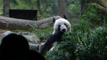 Japón se quedará sin pandas gigantes por primera vez desde 1972. Japón se quedará sin pandas gigantes por primera vez desde 1972.