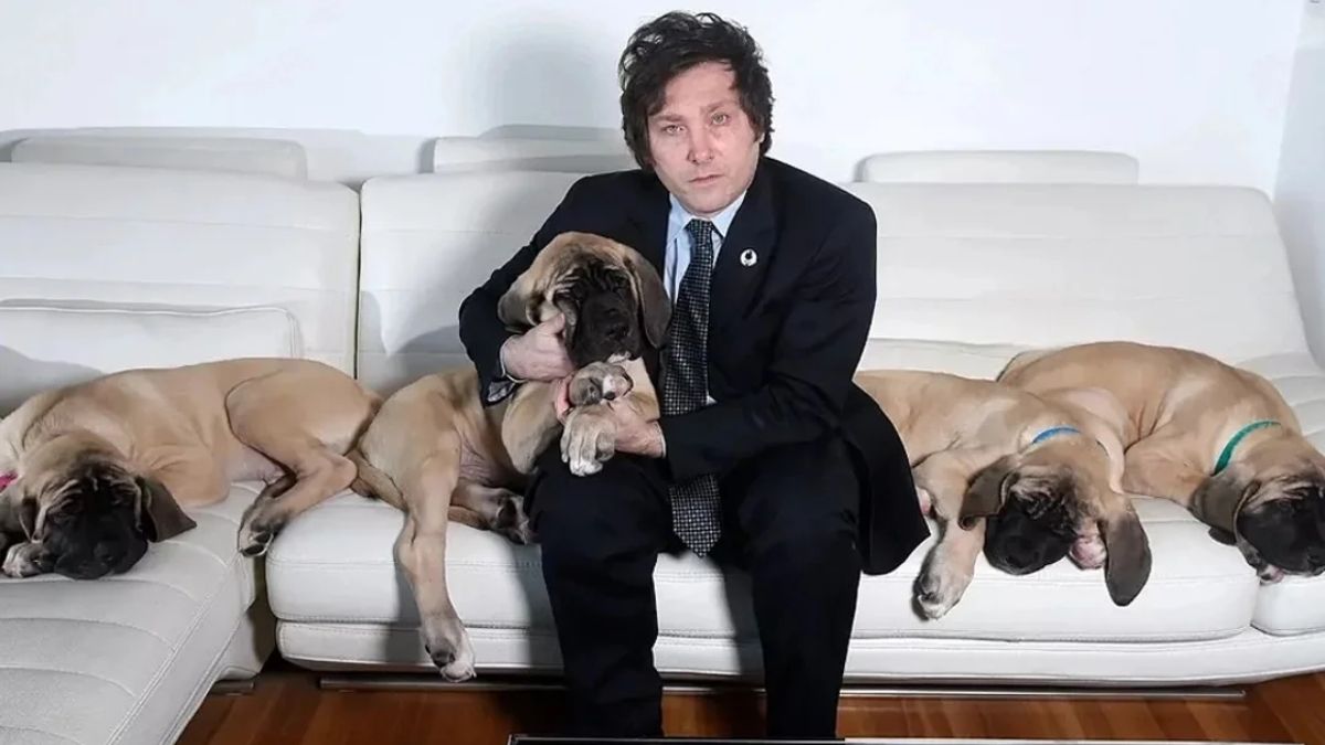 La polémica pregunta sobre los perros de Javier Milei que enojó a Manuel Adorni thumbnail