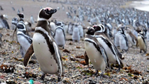 Los pingüinos de Magallanes llegan cada año a Chubut desde Brasil. Los pingüinos de Magallanes llegan cada año a Chubut desde Brasil.