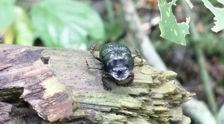 En el Chaco Seco, los resultados revelaron que la presencia de escarabajos triplicó los contenidos de fósforo. FOTO: Gentileza investigadores En el Chaco Seco, los resultados revelaron que la presencia de escarabajos triplicó los contenidos de fósforo. FOTO: Gentileza investigadores