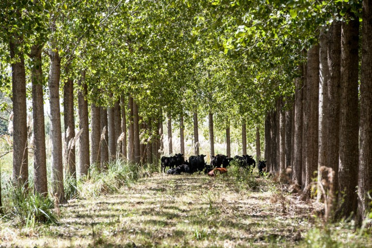 Las exportaciones de madera aumentaron un 18,9% en 2024