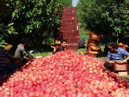 Irán es el cuatro exportador mundial de manzanas. Irán es el cuatro exportador mundial de manzanas.