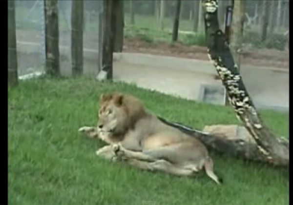 Así reaccionó un león liberado tras pasar 13 años enjaulado en un circo