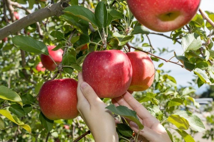 Esta manzana especial ofrece una mordida crujiente y refrescante. Esta manzana especial ofrece una mordida crujiente y refrescante.