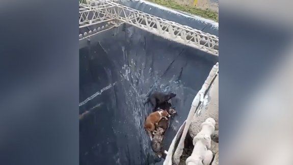 Bomberos rescataron a cuatro de los seis perros que cayeron a una pileta