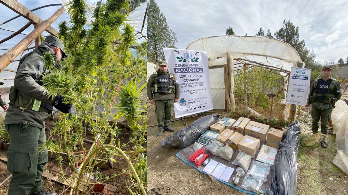 Gendarmería desbarató un vivero de marihuana cerca de Aluminé thumbnail