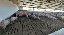 Esta enfermedad afecta tanto a animales como a personas