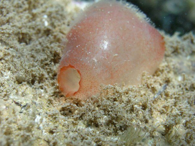 Ibiza: descubren un animal marino clave para un antiviral contra el COVID