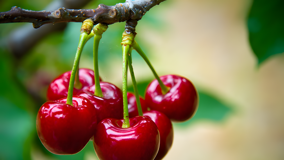 Exportadores chilenos auguran un buena temporada para la exportación de sus cerezas.