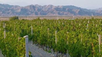 vinedos en el desierto: asi convirtio china miles de hectareas de tierra esteril en vinos de excelencia vinedos en el desierto: asi convirtio china miles de hectareas de tierra esteril en vinos de excelencia