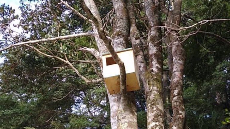 Más lechuzas para terminar con los ratones en Samoré