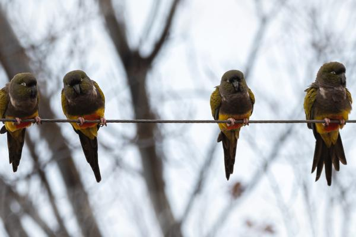 La regeneración del ecosistema llevará años; mientras tanto, los especialistas advierten que la presencia del loro en la postal urbana será una realidad persistente. La regeneración del ecosistema llevará años; mientras tanto, los especialistas advierten que la presencia del loro en la postal urbana será una realidad persistente.