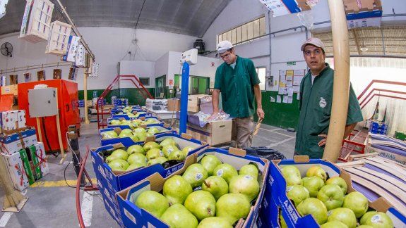 La fruta es el nicho principal de las exportaciones. Sin embargo, no mejoró la venta al exterior respecto del año pasado. La exportación de gas cayó un 60%.