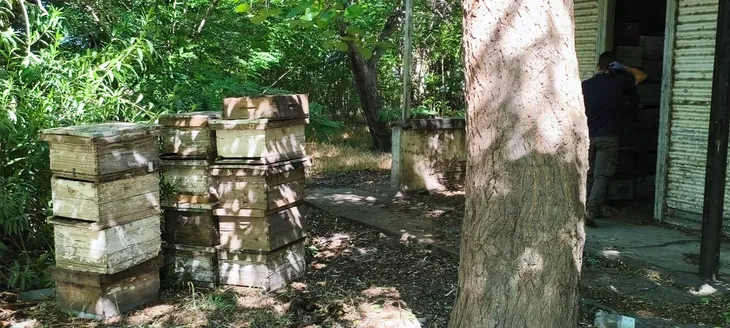 Pillaje entre apiarios: abejas saqueando reservas contaminadas extienden la bacteria hasta 6 km, demandando revisiones intensas en la zona del Comahue. Pillaje entre apiarios: abejas saqueando reservas contaminadas extienden la bacteria hasta 6 km, demandando revisiones intensas en la zona del Comahue.