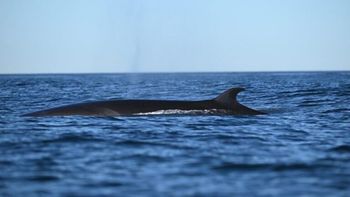 Avistaje de ballenas: en Chubut se podrá ver la ballena sei, una de las más grandes del mundo. Avistaje de ballenas: en Chubut se podrá ver la ballena sei, una de las más grandes del mundo.