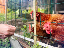 Las moscas representan un problema sanitario y productivo en los gallineros, especialmente en verano.  Las moscas representan un problema sanitario y productivo en los gallineros, especialmente en verano.