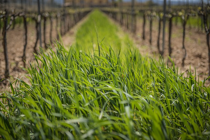 Laboratorio móvil mide aromas en viñedo: +18 % precisión en fecha óptima de cosecha 2025. Laboratorio móvil mide aromas en viñedo: +18 % precisión en fecha óptima de cosecha 2025.