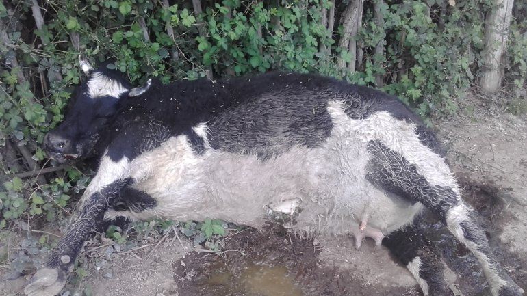 Los cuatro animales aparecieron muertos luego de que su dueño las moviera a un sector de la chacra lindante con la del vecino