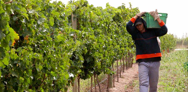 Neuquén se mete de lleno en la defensa de la marca Patagonia para sus vinos