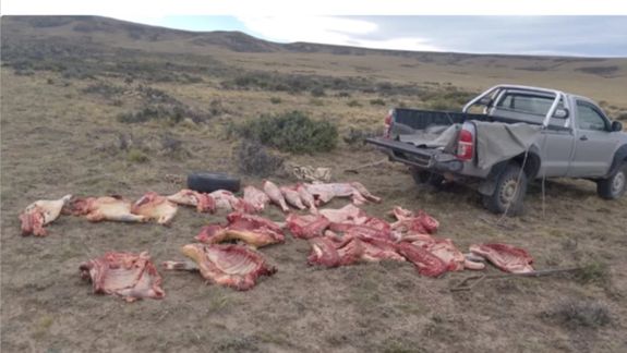 El sospechoso detenido por la Policía Rural de Santa Cruz cerca de Gobernador Gregores tenía más de 30 piezas bovinas que, aparentemente, acababa de faenar.