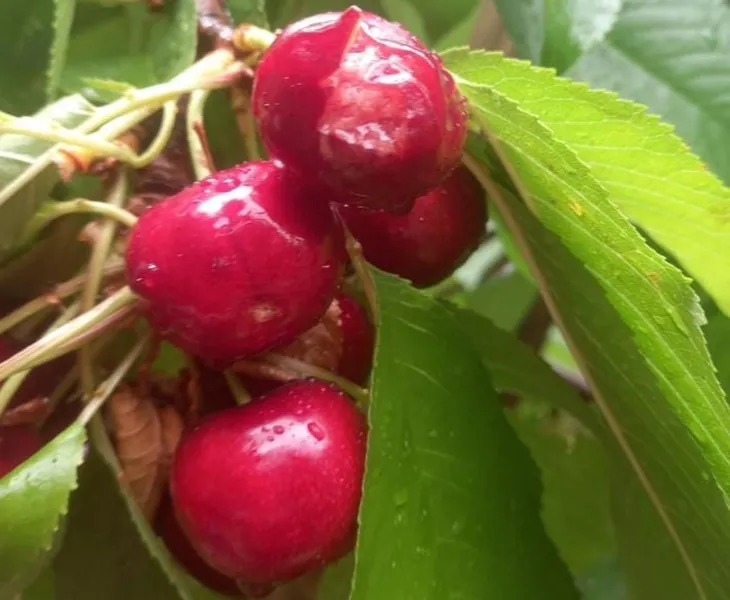 Belisle y Chimpay fueron las localidades más afectadas. Belisle y Chimpay fueron las localidades más afectadas.