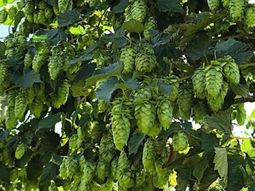 Neuquén lleva adelante una prueba de lúpulo en an Patricio del Chañar. Neuquén lleva adelante una prueba de lúpulo en an Patricio del Chañar.