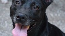 Caso Ángel López: una movida solidaria por las perritas del nene golpeado que murió en Comodoro Rivadavia. (Foto ilustrativa). Caso Ángel López: una movida solidaria por las perritas del nene golpeado que murió en Comodoro Rivadavia. (Foto ilustrativa).