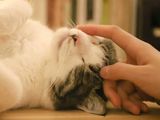 Las señales que indican que tu gato te eligió como su persona favorita