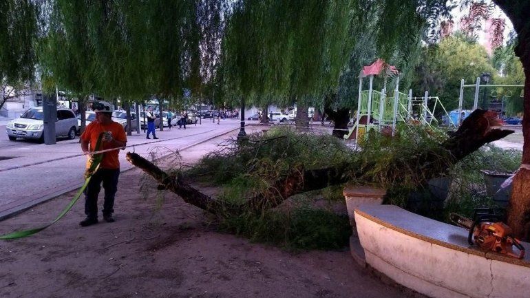 La Policía Científica estuvo trabajando en la zona para determinar qué ocurrió y si hay responsables.